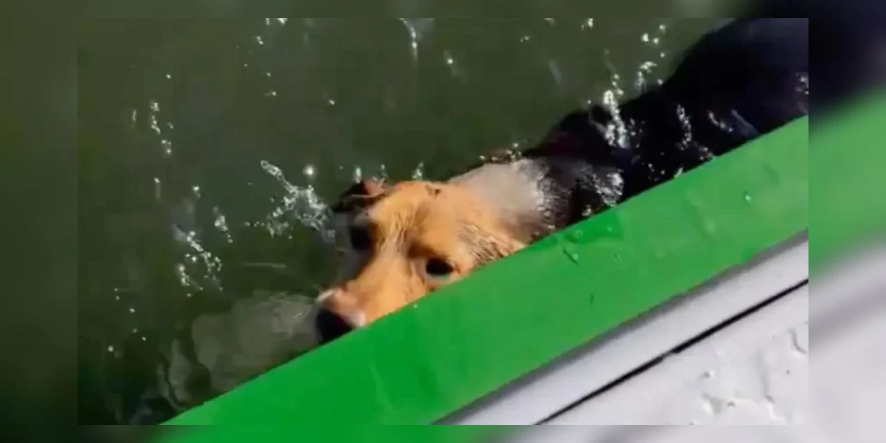 Cadela prestes a se afogar é salva por marinheiro entre Paranaguá e Guaraqueçaba