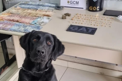 Cão Tóquio ajuda GCM a encontrar drogas em residência na Vila Estrela, em PG