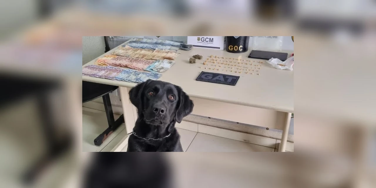 Cão Tóquio ajuda GCM a encontrar drogas em residência na Vila Estrela, em PG