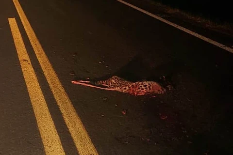 Onça é encontrada morta após atropelamento na PR-427 em Porto Amazonas 