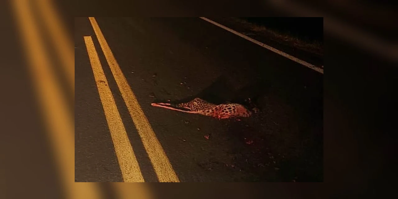 Onça é encontrada morta após atropelamento na PR-427 em Porto Amazonas 