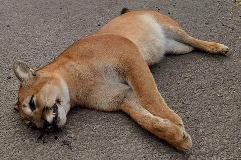 Outra onça é encontrada morta atropelada  na região 