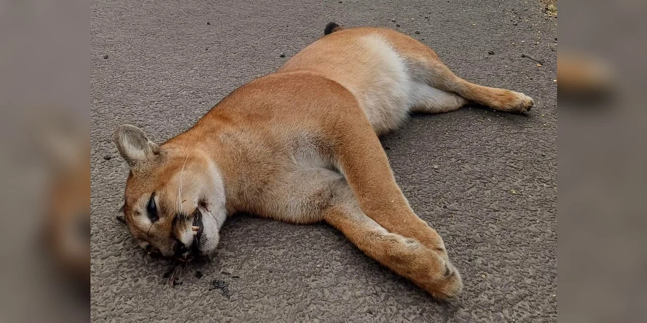 Outra onça é encontrada morta atropelada  na região 