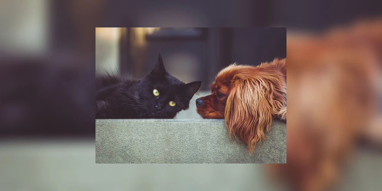 Ponta Grossa terá 2ª Conferência de Proteção e Defesa dos Animais 