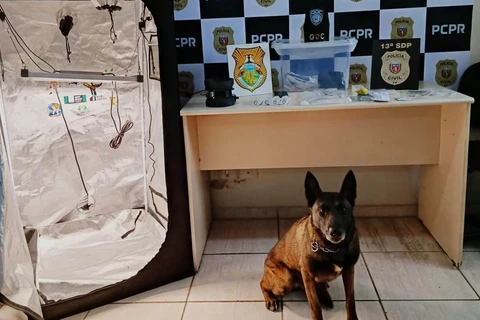 PCPR e GCM prendem jovem que produzia maconha gourmet em casa e enviava a droga pelos correios   