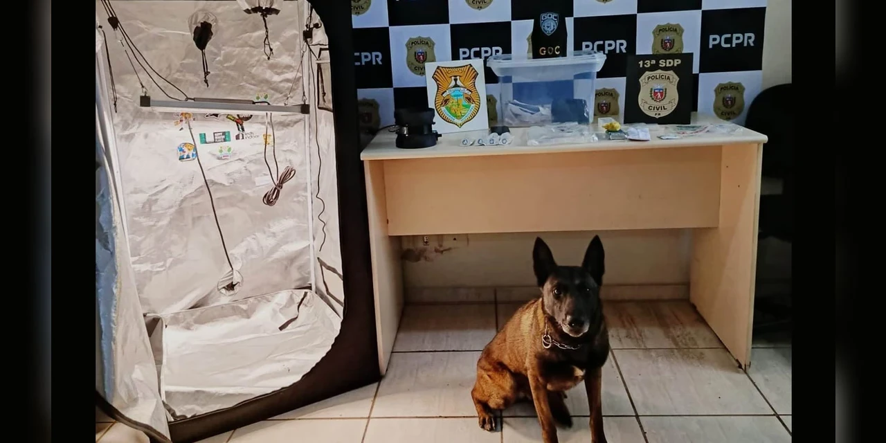 PCPR e GCM prendem jovem que produzia maconha gourmet em casa e enviava a droga pelos correios   