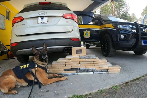 VIDEO: Cão farejador ajuda PRF a apreender quase 55 kg de cocaína com casal paraguaio na BR-277