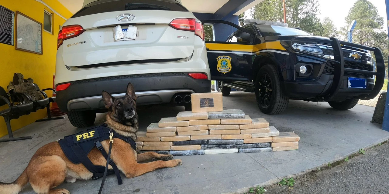 VIDEO: Cão farejador ajuda PRF a apreender quase 55 kg de cocaína com casal paraguaio na BR-277