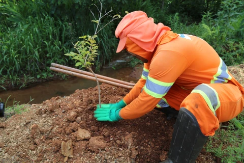 Prefeitura e IAT promovem distribuição gratuita de 1.500 mudas de árvores nativas nesta sexta-feira (19)
