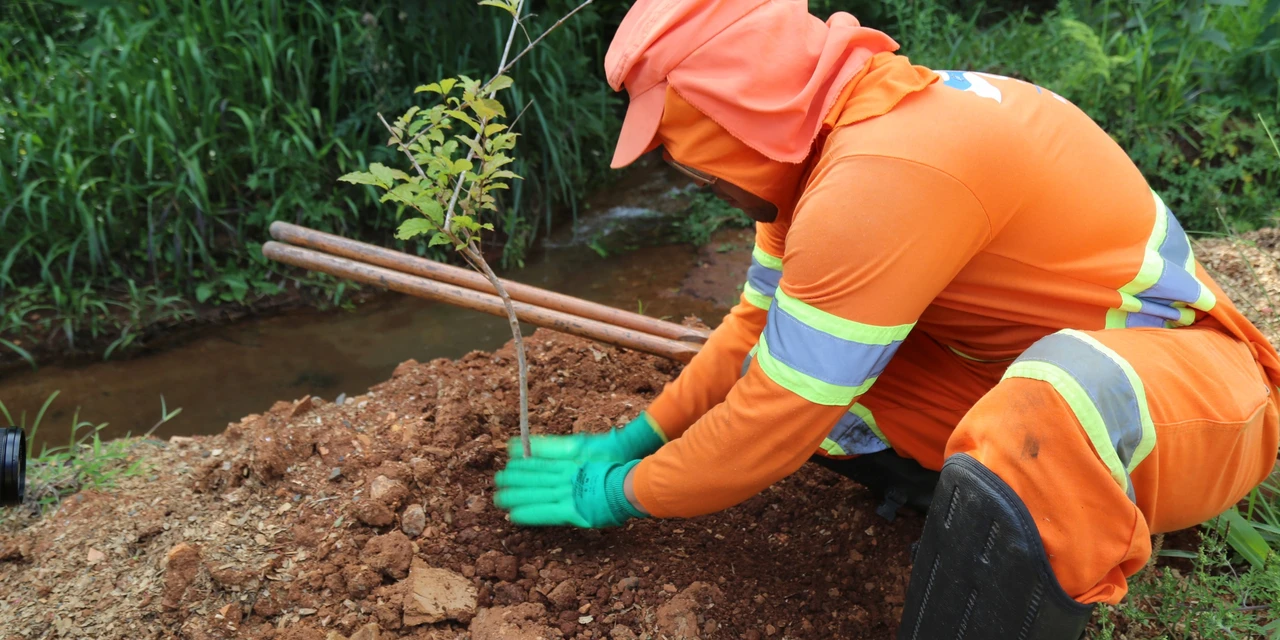 Prefeitura e IAT promovem distribuição gratuita de 1.500 mudas de árvores nativas nesta sexta-feira (19)