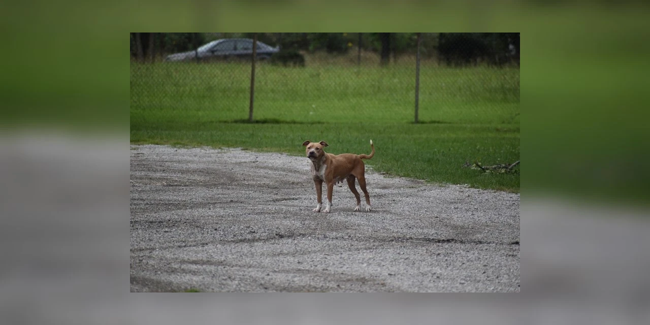 Criança de 3 anos tem parte do couro cabeludo arrancado durante ataque de pitbull em Piraquara; babá a salvou