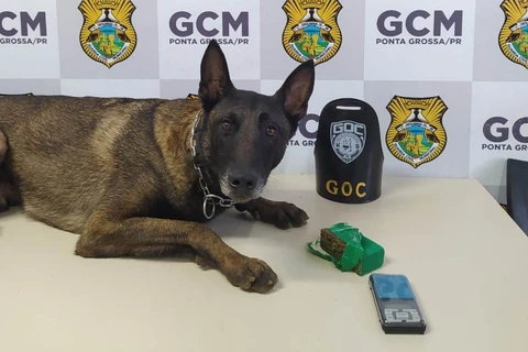 Bolt-K9 retorna às ruas após acidente e já participa de grandes apreensões em Ponta Grossa 