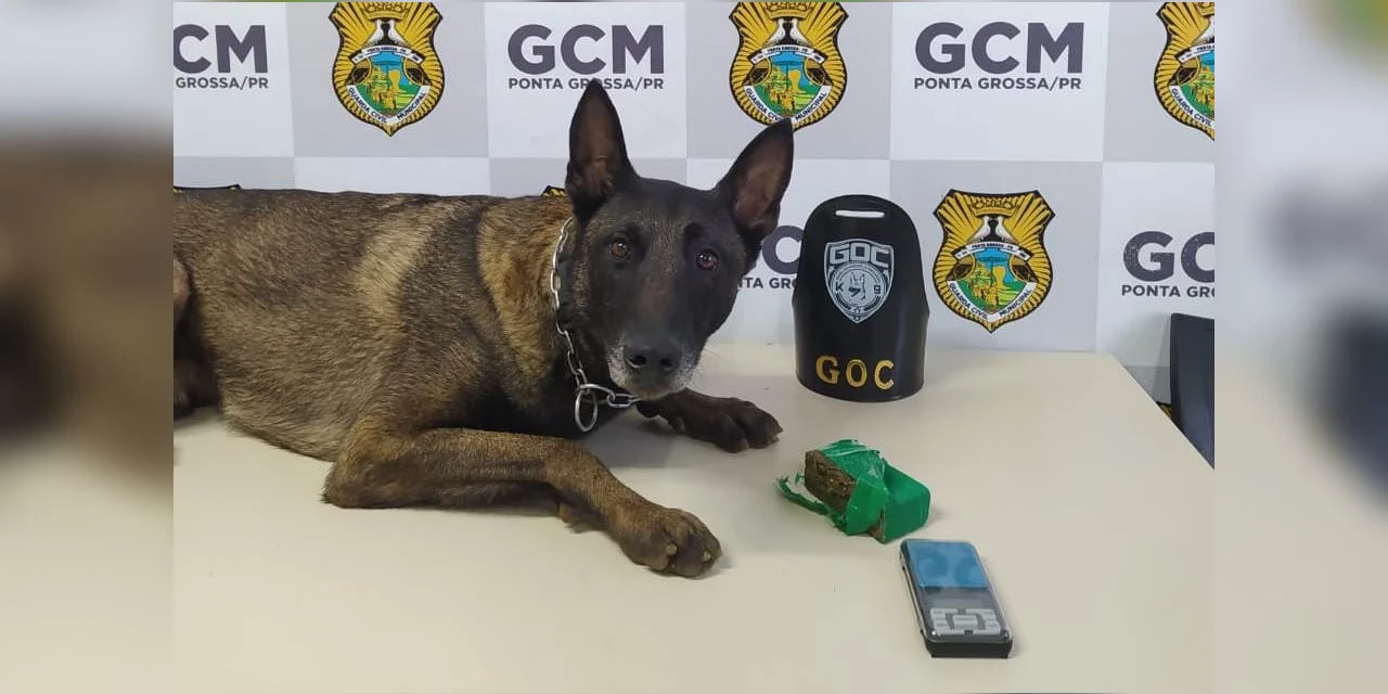 Bolt-K9 retorna às ruas após acidente e já participa de grandes apreensões em Ponta Grossa 