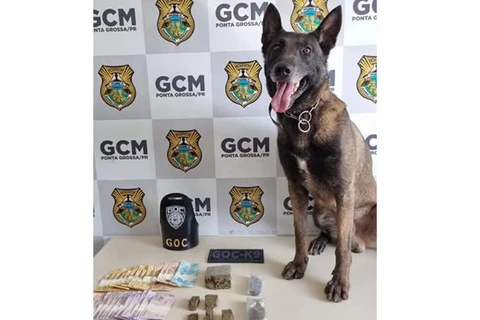 GCM localiza e apreende drogas no Jardim Carvalho, em PG 