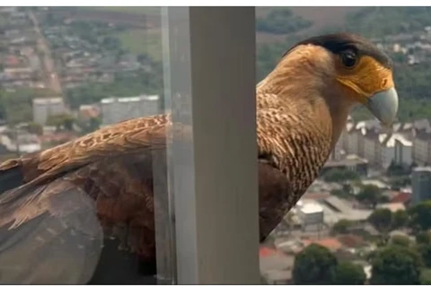 Gavião é filmado tentando entrar em prédio; ele queria atacar cachorro