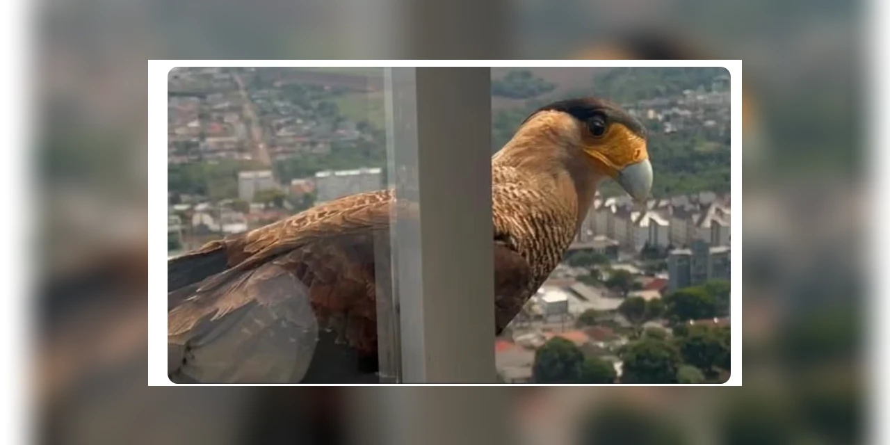 Gavião é filmado tentando entrar em prédio; ele queria atacar cachorro