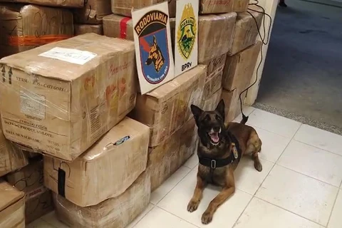 Homem é preso com 11 toneladas de maconha na BR-277, em Palmeira 