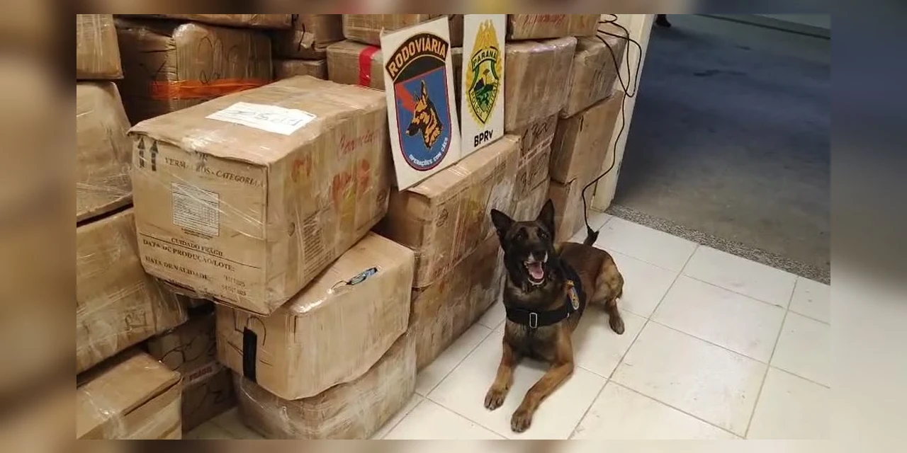 Homem é preso com 11 toneladas de maconha na BR-277, em Palmeira 