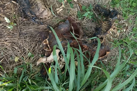 Criminosos podem ter matado capivara no Lago de Olarias para comer a carne 