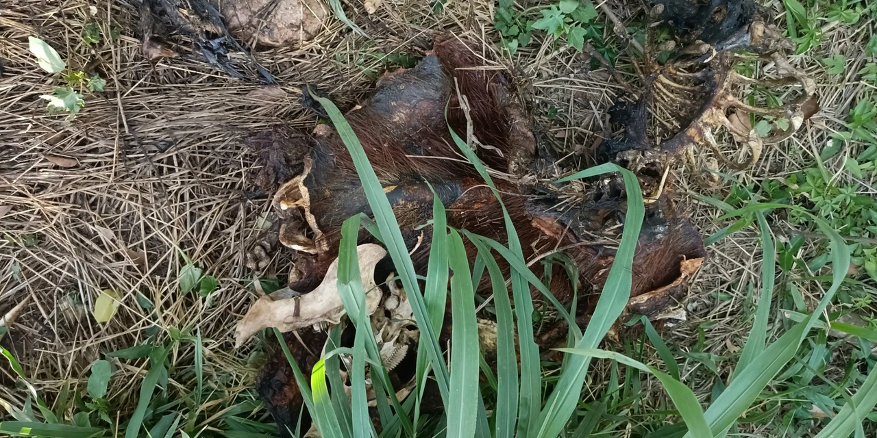 Criminosos podem ter matado capivara no Lago de Olarias para comer a carne 