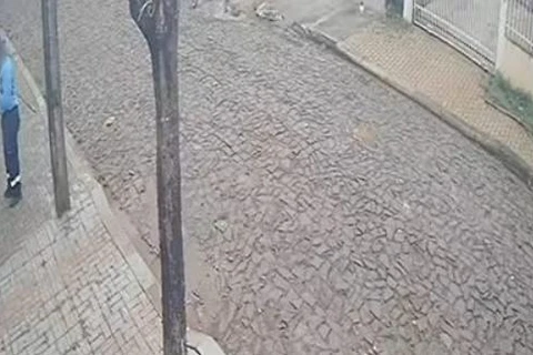 Funcionário terceirizado da Sanepar mata cachorro com barra de ferro em frente a casa no Paraná; veja vídeo