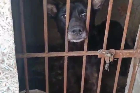 Polícia resgata 7 cães em situação de maus-tratos e indicia tutora em PG 