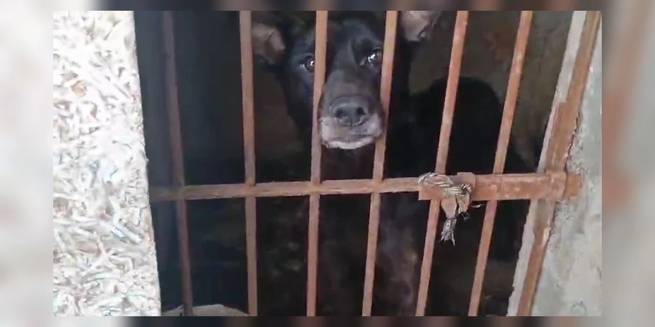 Polícia resgata 7 cães em situação de maus-tratos e indicia tutora em PG 