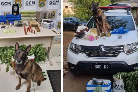 GCM apreende mais de 17 kg de drogas e munições no Boa Vista, em PG