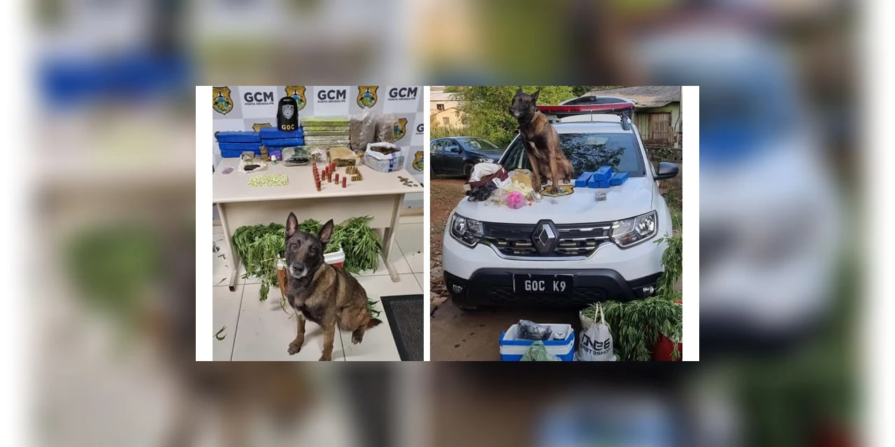 GCM apreende mais de 17 kg de drogas e munições no Boa Vista, em PG