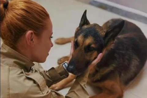 Eutanásia: Vídeo mostra despedida de soldado a cão que trabalhou por 10 anos com a PM