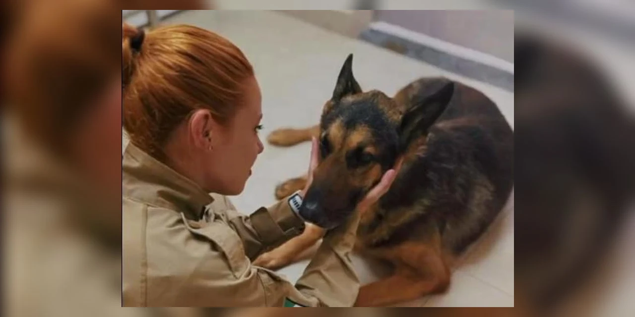 Eutanásia: Vídeo mostra despedida de soldado a cão que trabalhou por 10 anos com a PM