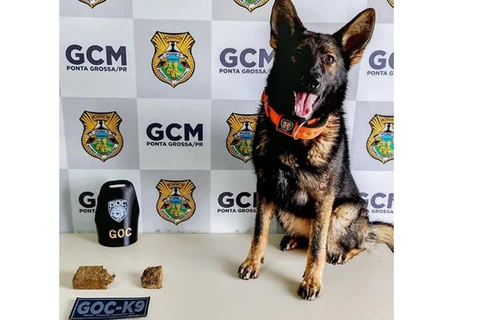 Cão da GCM encontra drogas em bairro de PG 