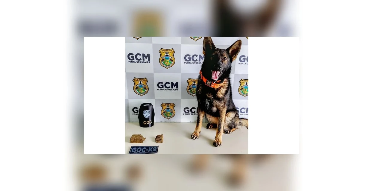 Cão da GCM encontra drogas em bairro de PG 