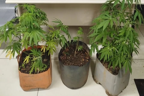 GCM encontra plantação de maconha em bairro de PG 