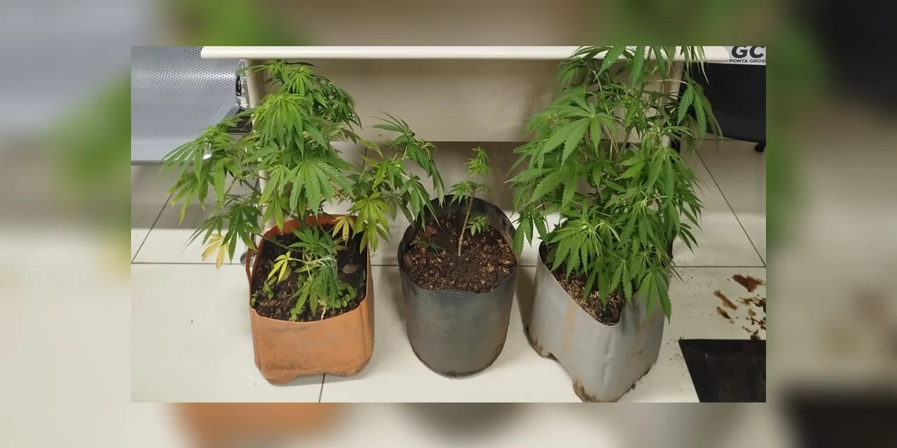 GCM encontra plantação de maconha em bairro de PG 