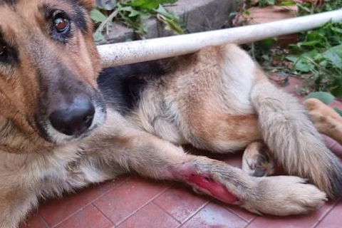 Prefeitura sanciona Lei que proíbe condenados por maus-tratos a animais de ocuparem cargos públicos