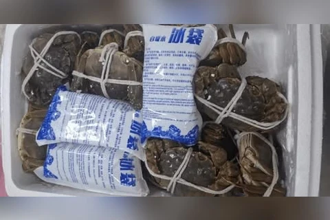Chinesa tenta entrar no Brasil com 240 caranguejos-peludos na mala