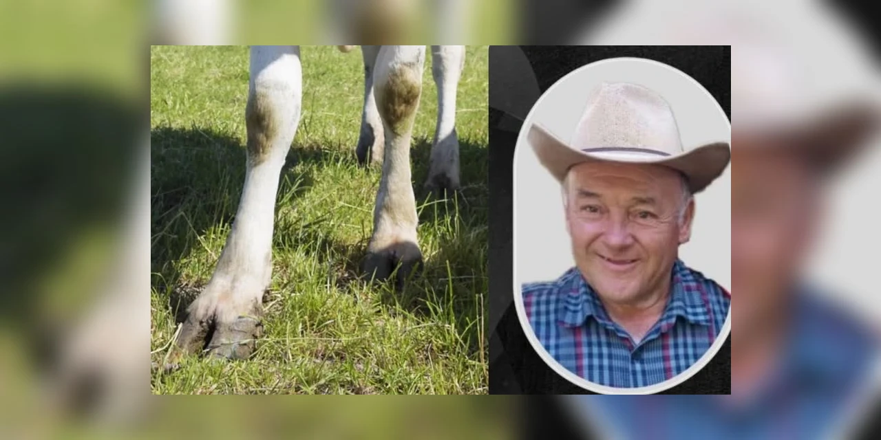 Homem morre ao ser pisoteado por vaca no Paraná