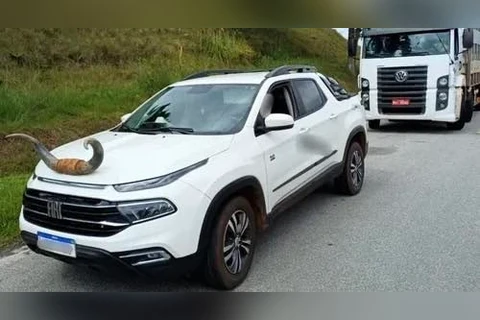 Picape com chifre de boi no capô é multada pela PRF em Santa Catarina 