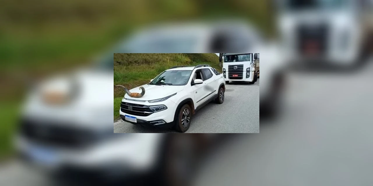 Picape com chifre de boi no capô é multada pela PRF em Santa Catarina 