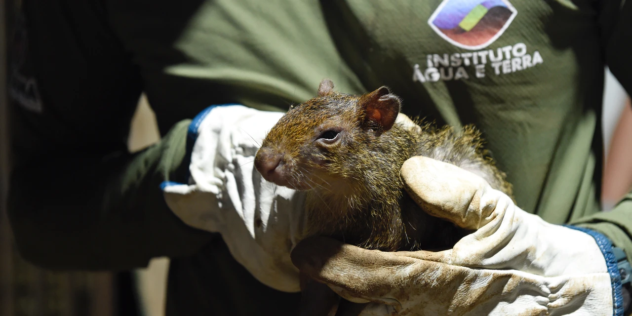 IAT resgata 29 cutias e 9 pacas de criadouro irregular no interior do Paraná