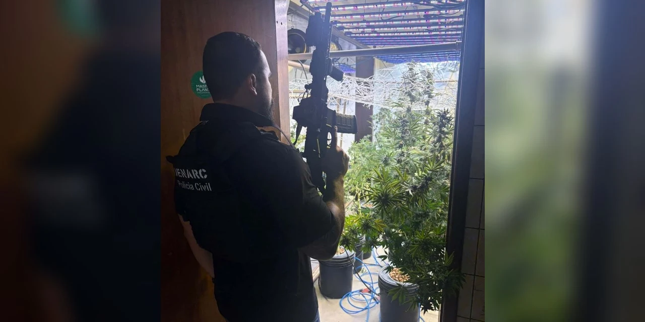 PCPR localiza laboratório de cultivo de maconha e prende três pessoas