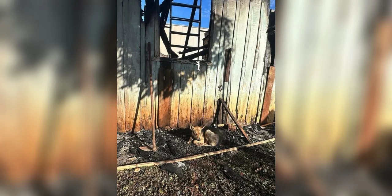Cachorrinha fica deitada ao lado de casa onde dona morreu carbonizada no interior do Paraná